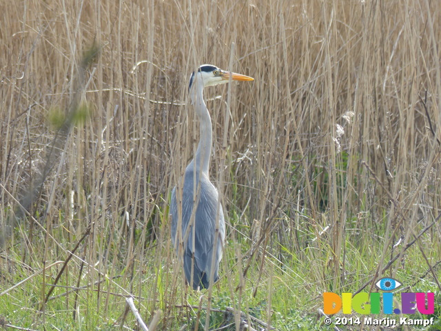 FZ004703 Heron among reeds